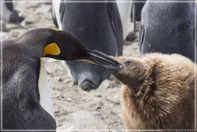 Regurgitating food to the chick