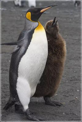 A chick is persistent and following the parent around