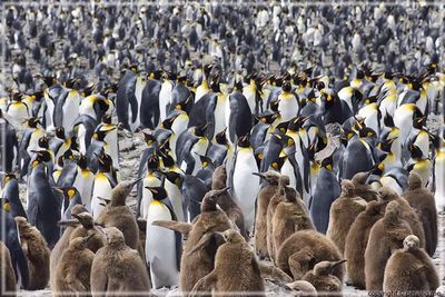 They look like the blocks of soldiers at a military parade! 