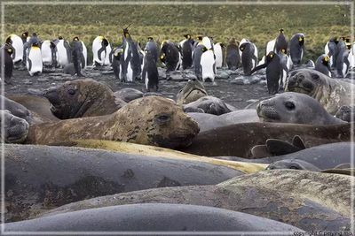 The King Penguins plot how to get around this huge obstacle to get to the ocean
