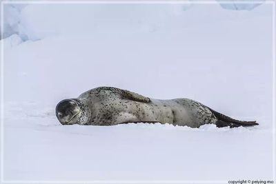 Other Seals
