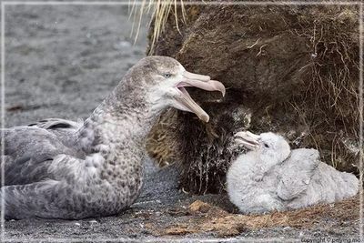 Giant Petrels caring their young
