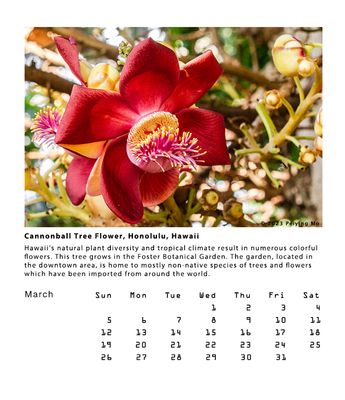 Cannonball tree floral, Honolulu, Hawaii
