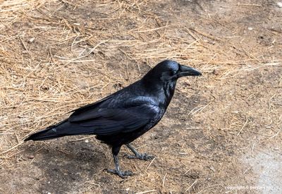 Ravens are everywhere and fearless