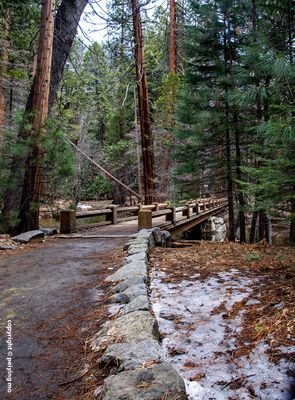 Walkways in the redwoods near Yosemite Creek