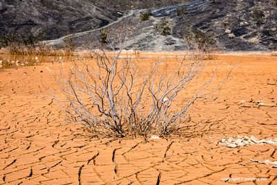 A few plants survive in the harsh environment