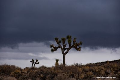 Joshua Trees along the long drive to the park