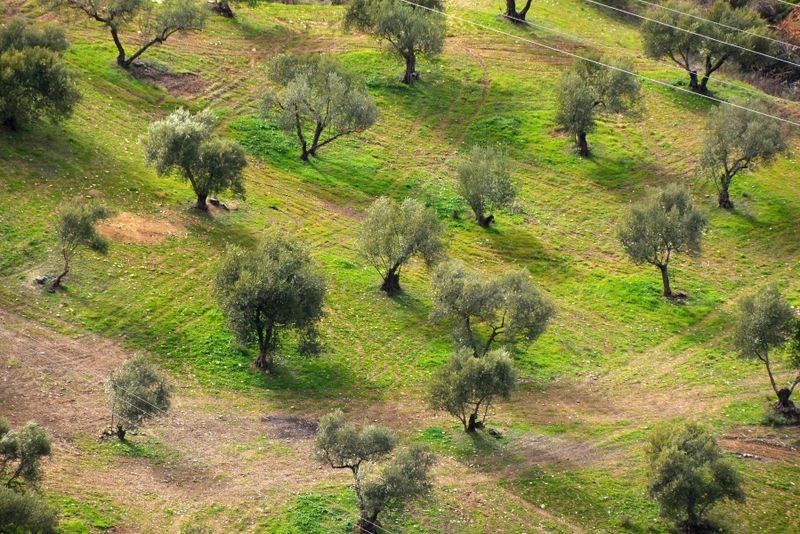 Ronda - Countryside