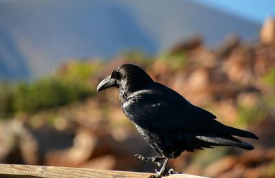 Raven