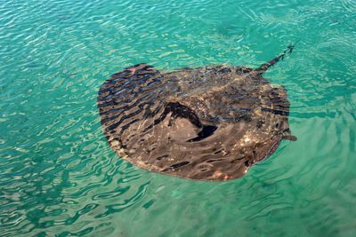Stingray
