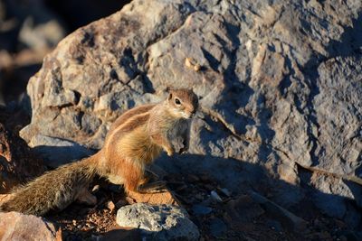 Squirrel