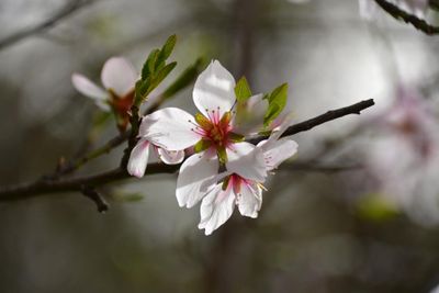Ronda - Almond Blossoms
