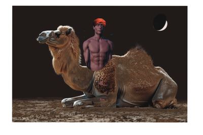 night camel