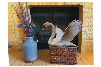 swan arrival 2