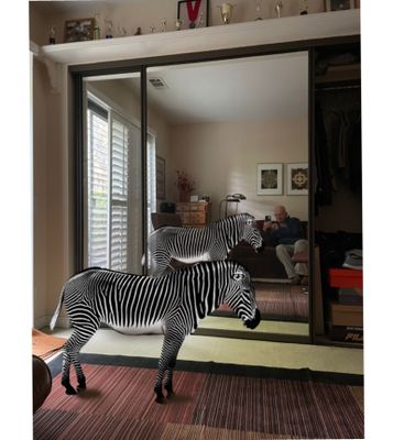 zebra reflection