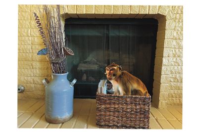 curious monkey