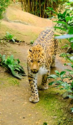 Amur Leopard