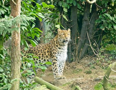 Amur Leopard