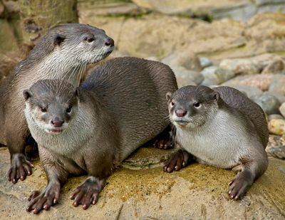 Smooth Coated Otters