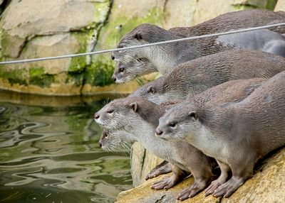 Smooth Coated Otters