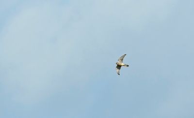 Kestrel