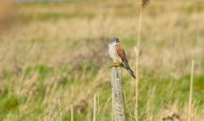 Kestrel