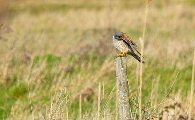 Kestrel
