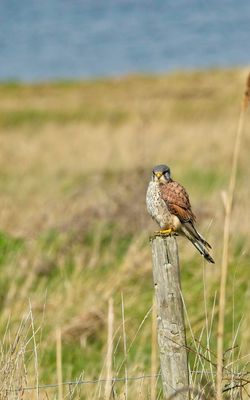 Kestrel