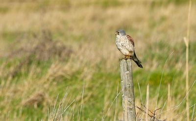 Kestrel