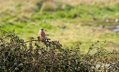 Kestrel