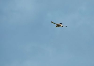 Kestrel