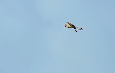 Kestrel