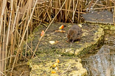 Water Vole