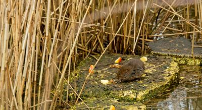 Water Vole