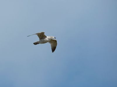 Juvenile Herring Gull