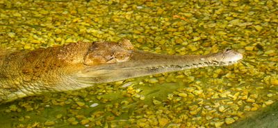 Slender Snouted Crocodile