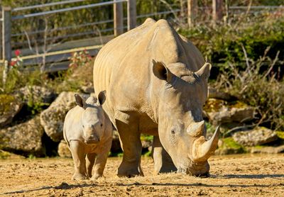 Southern White Rhino