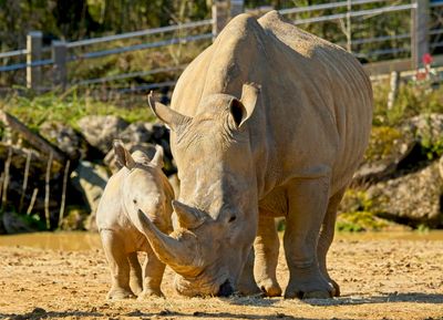 Southern White Rhino