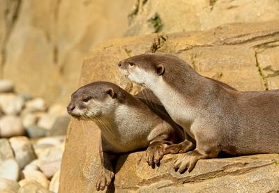 Smooth Coated Otter