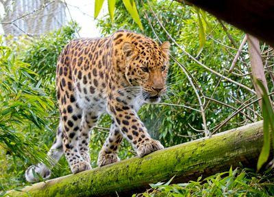 Amur Leopard