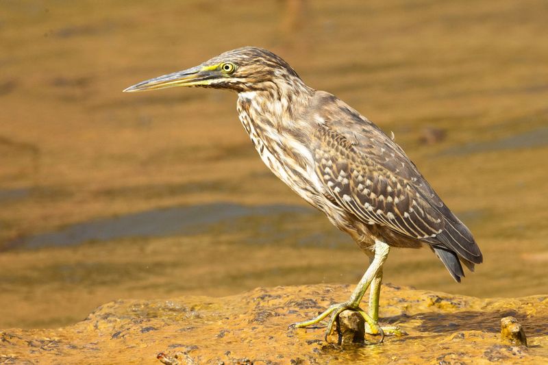 _GP_5166 mangrove reiger  striated h.jpg
