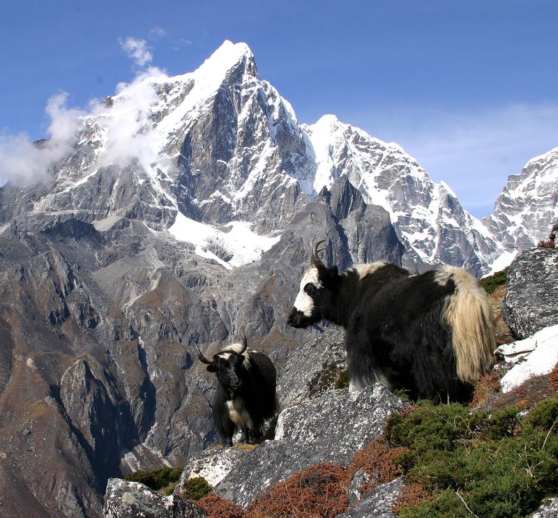 e Img_0099.jpg yak crop.jpg