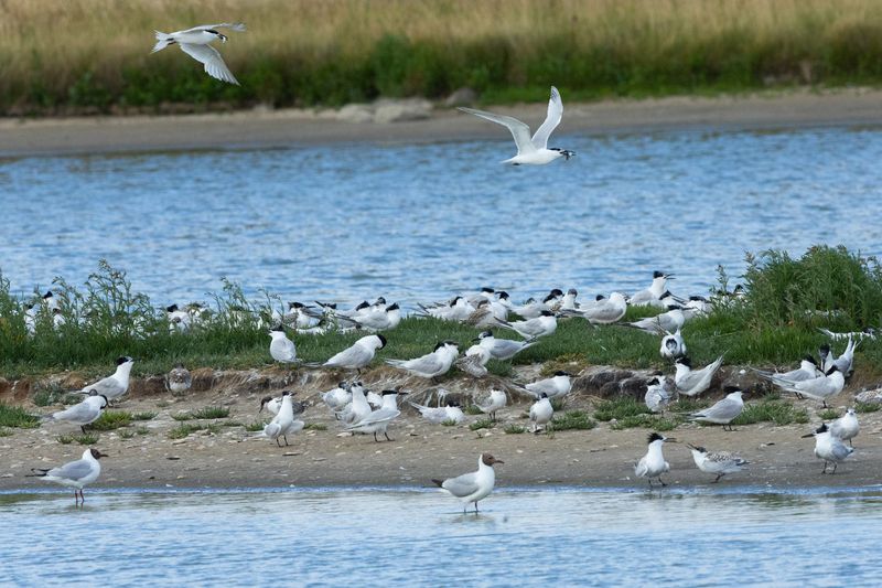 TEXEL Wagejot july 20250012.jpg