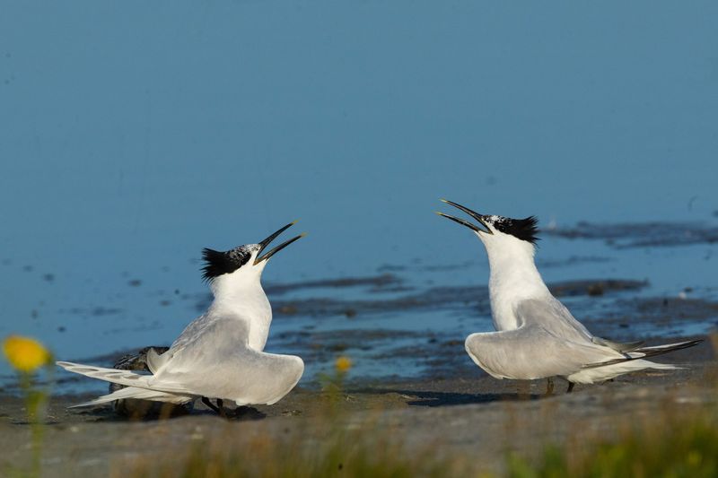 TEXEL Wagejot july 20250014.jpg