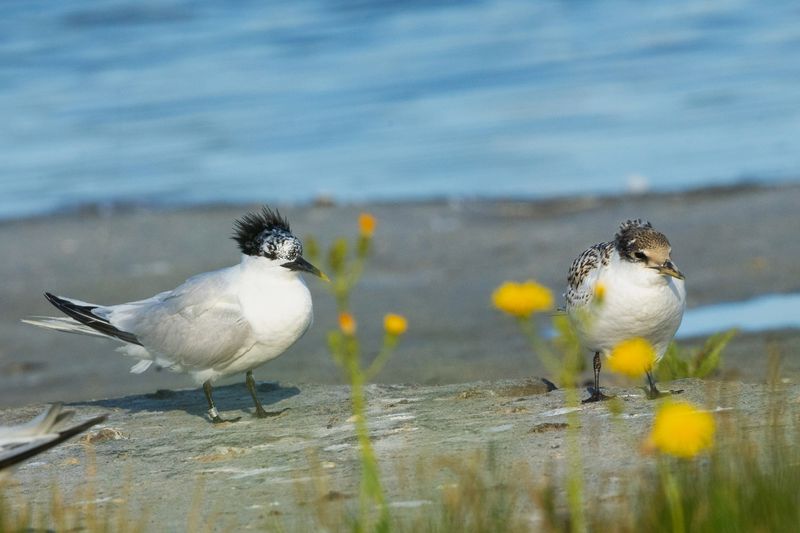 TEXEL Wagejot july 20250015.jpg