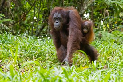 Orang utangs Sabah-Borneo
