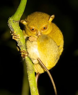 Borneo's jungle at night