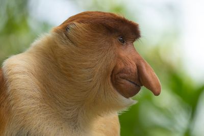 Monkey's