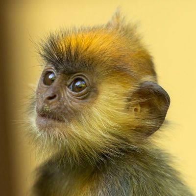 Monkey's