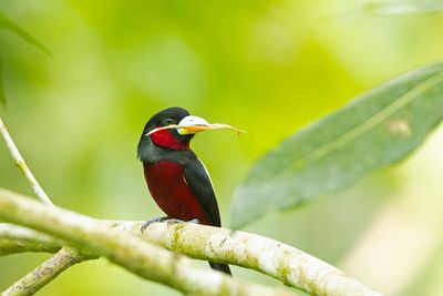 Borneo's birds